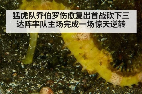 猛虎队乔伯罗伤愈复出首战砍下三达阵率队主场完成一场惊天逆转